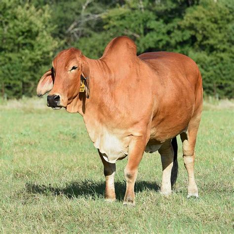Brahman & BWF Feeder Cattle. . Cattle for sale texas